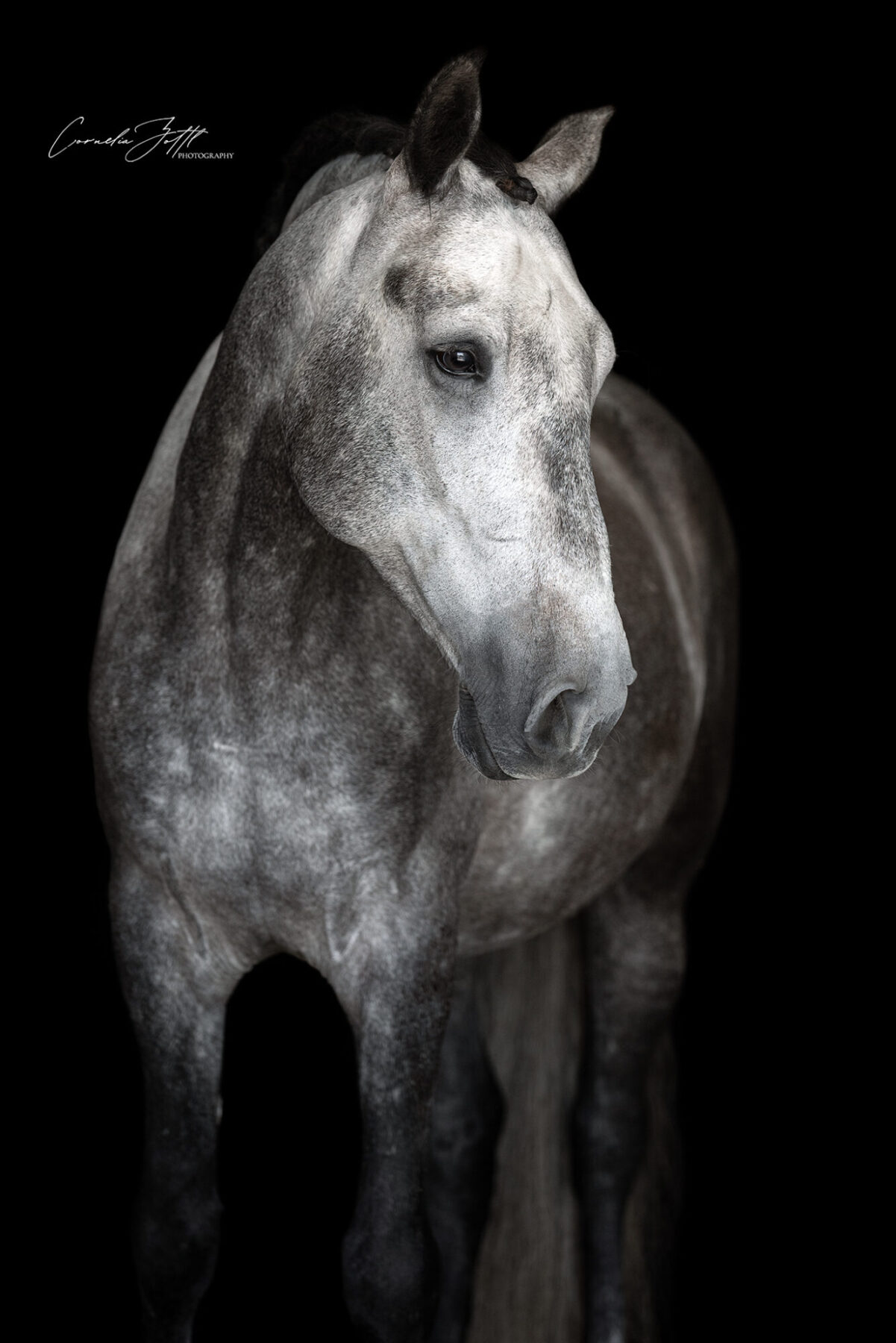 Pferdefotografie. Grau-weißes Pferd / Schimmel vor schwarzem Hintergrund. PRE Pura Raza Espanola.